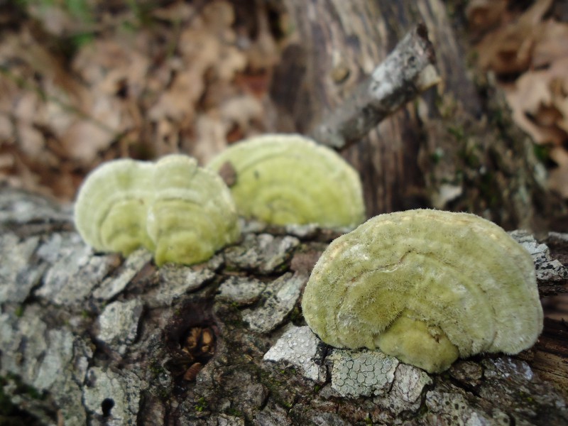 Cerrena sp. ??